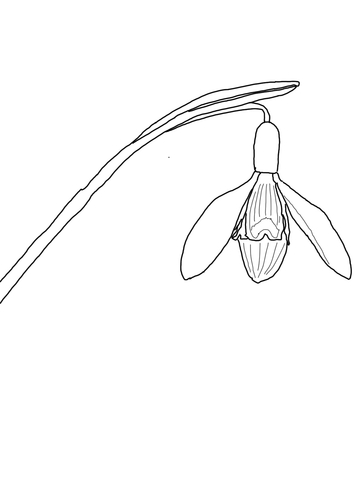 Galanthus Nivalis Or Snowdrop Coloring Page